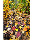   Herbst, Waldweg, Herbstlaub, Waldboden