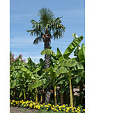   Palme, Gartenanlage, Bananenstaude, Ziergarten