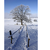   Tree, Footpath, Winter