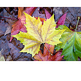   Maple leaf, Autumn leaf