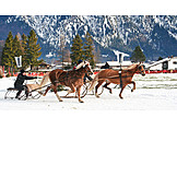   Winter, Pferdeschlitten, Schlittenrennen