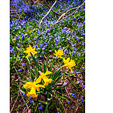   Spring, Daffodil, Chionodoxa