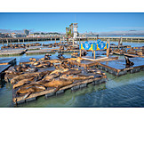   Seelöwe, Kalifornischer seelöwe, Pier 39, Fisherman’s wharf