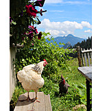   Chicken, Rural scene, Barn fowl, Chicken