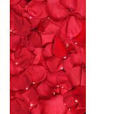   Rosenblätter, Rote rosen