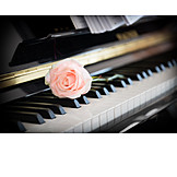   Liebe, Rose, Klavier