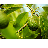   Avocado, Avocadobaum