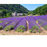   Frankreich, Lavendelfeld, Senanque