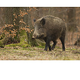   Wild sow, Wild boar