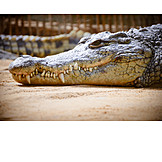   Krokodil, Alligator, Zootier