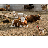   Bauernhof, Kühe, Hühner