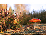  Fly agaric, Toadstool