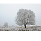   Baum, Winter