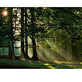   Forest, Sunbeams, Mystical, Light beam