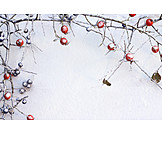   Winter, Snow, Barberry family