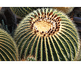   Cactus, Grusonii