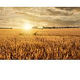   Agriculture, Wheat field, Corn field