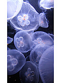   Jellyfish, Moon jellyfish