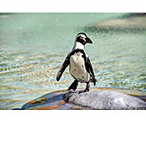   Penguin, Jackass penguin