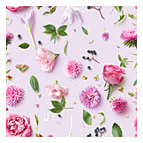   Backgrounds, Pink, Flowers