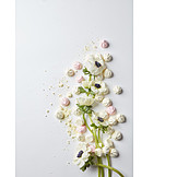   Anemone, Floral, Floristik