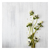   Textfreiraum, Anemone, Blumendekoration