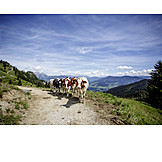   Cow herd, Alps