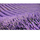   Lavender, Lavender field