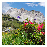   Alpenrose, Karwendelgebirge