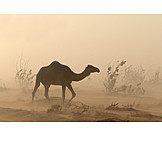   Dromedar, Sandsturm