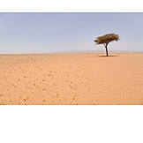  Baum, Wüste