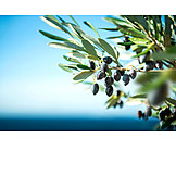   Olives, Olive branch