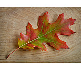   Eichenblatt, Herbstfärbung
