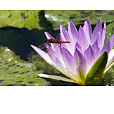   Water lily, Scarlet dragonfly