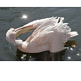   White pelican