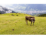   Cow, Alp, Alto adige