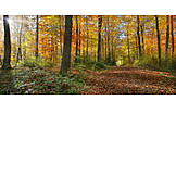   Waldweg, Herbstwald