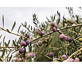   Olives, Olive tree