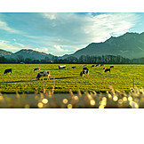   Pasture, Cow herd, Cows