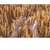   Agriculture, Grain, Crop