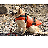   Schwimmweste, Golden Retriever, Rettungshund