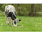   Holstein, Rind