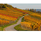   Weinberg, Weinlaub, Herbstfärbung