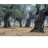   Enchanted  , Holm oak, Oak forest
