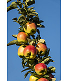   Apple orchard