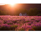   Rural scene, Sunset, Lavender field