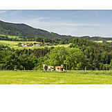   Pasture, Rural scene, Rural scene, Berchtesgadener land
