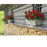   Geraniums, Wooden cabin, Firewood
