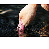   Drinking, Flamingo