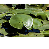   Water lily pad